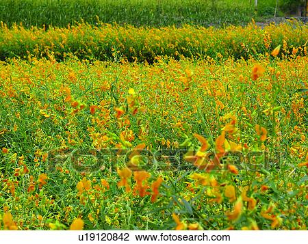 Stock Image - Field, Taiwan Snapshots, Flowers, Taiwan, Grass, Plant, Artificial landscape. Fotosearch