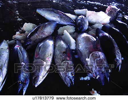 Stock Photo - Taiwan, Formosa, Agriculture, Fish, Fishery, Animal, Fishing. Fotosearch