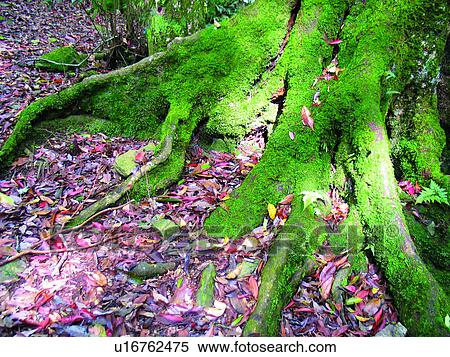 Wurzeln, pflanze, taiwan, schnappschüsse, formosa, fallende blätter