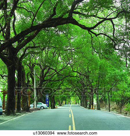 Picture - Green Tunnel, Plants, Tree, Plant, Roads, Natural landscape, Road. Fotosearch