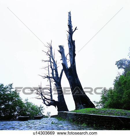 Plant, Tree, Plants, Road, Taiwan Sceneries 2, Natural landscape, Mountain View Large Photo Image Stock Photo - Plant, Tree, Plants, Road, Taiwan Sceneries 2, Natural landscape, Mountain. Fotosearch