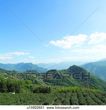 Tea garden, Artificial landscape, Mountains, Mountain, Formosa, Tea, Plant View Large Photo Image Stock Image - Tea garden, Artificial landscape, Mountains, Mountain, Formosa, Tea, Plant. Fotosearch