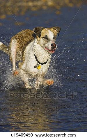 茶色と白 入り混ざった種属 犬 動くこと 中に 水 カナダ アルバータ ストックイメージ U Fotosearch