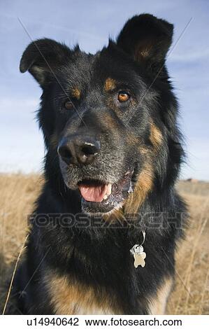 Stock Image - Black and brown mixed breed dog seated, looking off to the left, Canada, Alberta. Fotosearch
