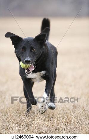 Picture - Black and white dog running toward camera, Canada, Alberta. Fotosearch
