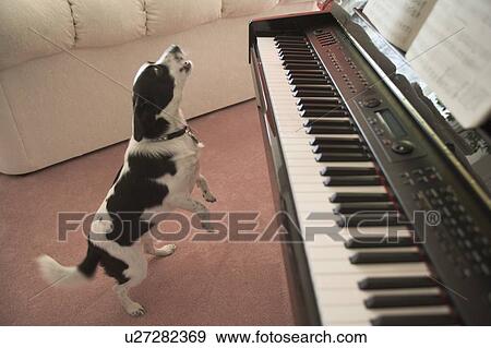 Black and white mixed breed dog howling beside piano, Canada, Alberta View Large Photo Image Stock Photo - Black and white mixed breed dog howling beside piano, Canada, Alberta. Fotosearch