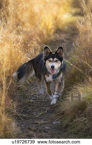 Stock Photo - Black and white mixed breed dog on path through long dry grass, Canada, Alberta. Fotosearch