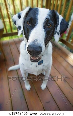 Black and white mixed breed dog on wooden deck, Canada, Alberta View Large Photo Image Stock Photography - Black and white mixed breed dog on wooden deck, Canada, Alberta. Fotosearch