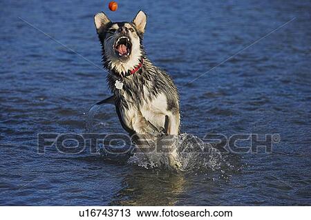 Stock Image - Black and white mixed breed dog catching a ball in the water, Canada, Alberta. Fotosearch