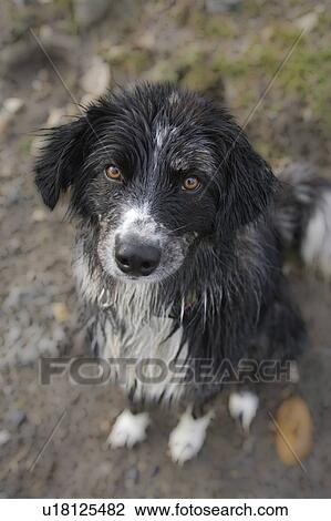 Black and white mixed breed dog sitting, Canada, Alberta View Large Photo Image Stock Image - Black and white mixed breed dog sitting, Canada, Alberta. Fotosearch