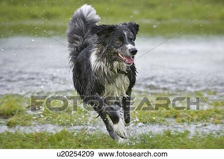 Stock Photo - Black and white mixed breed dog running, Canada, Alberta. Fotosearch