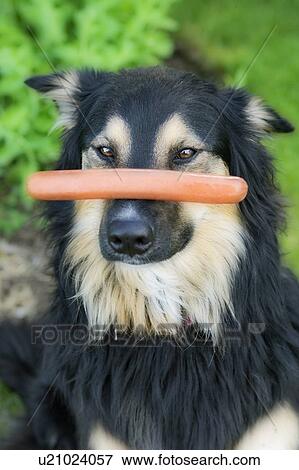 Black and white mixed breed dog balanced a weiner on nose, Canada, Alberta View Large Photo Image Stock Photo - Black and white mixed breed dog balanced a weiner on nose, Canada, Alberta. Fotosearch