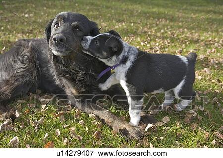 Stock Photo - Black dog and black and white puppy nuzzling, Canada, Alberta. Fotosearch