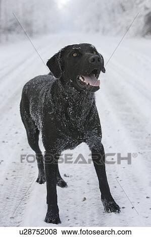 Black dog on snow-covered road, Canada, Alberta View Large Photo Image Stock Photo - Black dog on snow-covered road, Canada, Alberta. Fotosearch