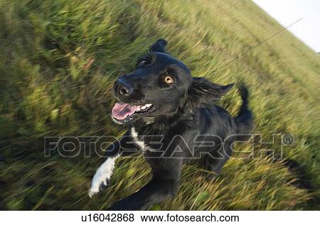 Black mixed breed dog running toward camera, Canada, Alberta View Large Photo Image Stock Photo - Black mixed breed dog running toward camera, Canada, Alberta. Fotosearch