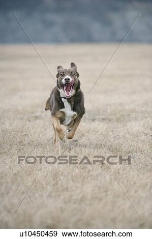 Brown and white mixed breed dog running hard toward camera, Canada, Alberta View Large Photo Image Stock Photo - Brown and white mixed breed dog running hard toward camera, Canada, Alberta. Fotosearch