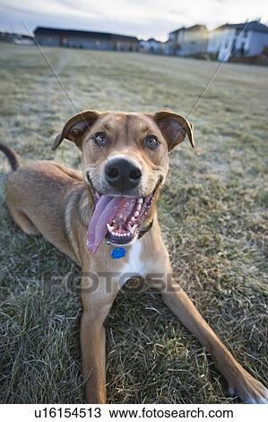 Stock Image - Brown mixed breed dog panting on frosty grass, Canada, Alberta. Fotosearch