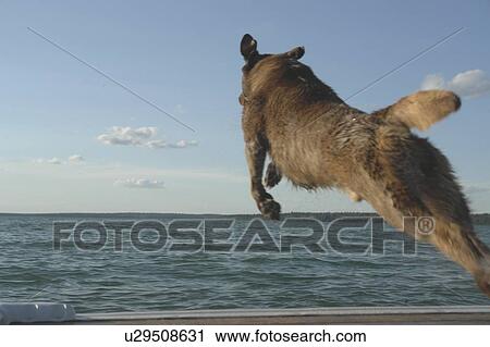Dog chasing stick off dock Clear Lake; Canada, Manitoba, Riding Mountain National Park View Large Photo Image Stock Image - Dog chasing stick off dock Clear Lake; Canada, Manitoba, Riding Mountain National Park. Fotosearch