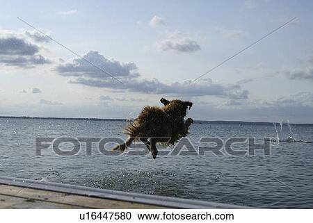 Dog going of dock after stick, Clear Lake; Canada, Manitoba, Riding Mountain National Park View Large Photo Image Stock Image - Dog going of dock after stick, Clear Lake; Canada, Manitoba, Riding Mountain National Park. Fotosearch