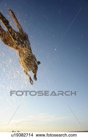 Picture - Dog leaping after stick into Clear Lake; Canada, Manitoba, Riding Mountain National Park. Fotosearch