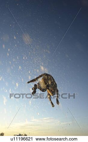 Dog leaping after stick into Clear Lake; Canada, Manitoba, Riding Mountain National Park View Large Photo Image Stock Image - Dog leaping after stick into Clear Lake; Canada, Manitoba, Riding Mountain National Park. Fotosearch