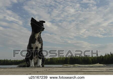 Stock Photo - Dog on dock at Lake Katherine, no motor boats allowed.; Canada, Manitoba, Riding Mountain National Park. Fotosearch