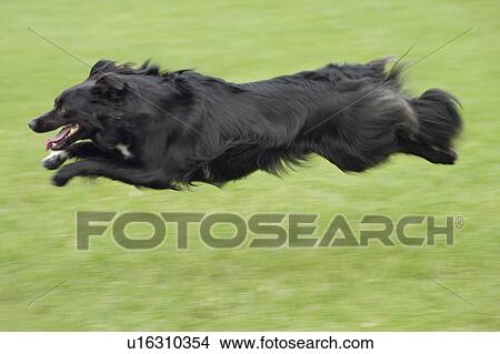 Picture - Mixed breed dog, black, running fast. Fotosearch