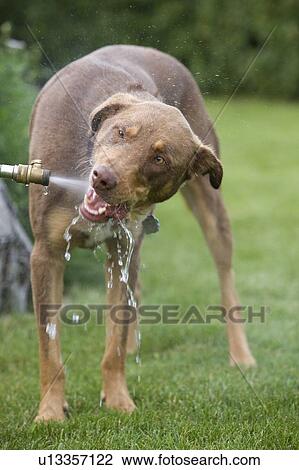 Mixed breed dog, brown, drinking from hose, Canada, Alberta View Large Photo Image Stock Image - Mixed breed dog, brown, drinking from hose, Canada, Alberta. Fotosearch