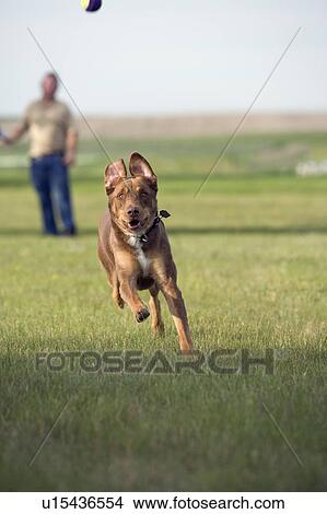 Picture - Mixed breed dog, brown, running to catch object, Canada, Alberta. Fotosearch