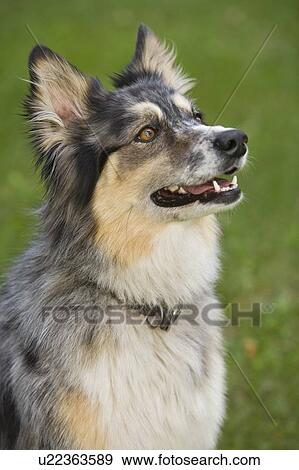 Mixed breed dog (collie, husky, shepard cross) seated looking up and to the right, Canada, Alberta View Large Photo Image Stock Photo - Mixed breed dog (collie, husky, shepard cross) seated looking up and to the right, Canada, Alberta. Fotosearch