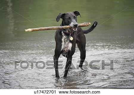 Stock Image - Mixed breed dog holding stick in its mouth, Canada, Alberta. Fotosearch
