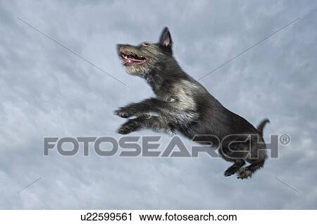 Stock Image - Mixed breed dog leaping through air, Canada, Alberta. Fotosearch
