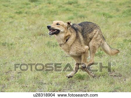 Picture - Mixed breed dog running, Canada, Alberta. Fotosearch