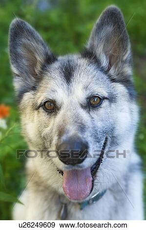 Stock Photo - Mixed breed dog, silvery grey in front of garden, Canada, Alberta. Fotosearch