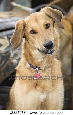Mixed breed dog with head cocked to side, Canada, Alberta View Large Photo Image Picture - Mixed breed dog with head cocked to side, Canada, Alberta. Fotosearch