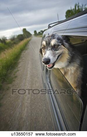Mixed breed dog with head out the window of vehicle, Canada, Alberta View Large Photo Image Stock Photo - Mixed breed dog with head out the window of vehicle, Canada, Alberta. Fotosearch