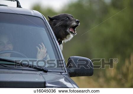 Mixed breed dog with head out the window of vehicle, Canada, Alberta View Large Photo Image Stock Photograph - Mixed breed dog with head out the window of vehicle, Canada, Alberta. Fotosearch
