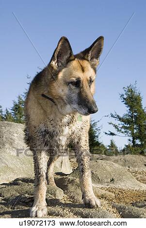 Stock Image - Muddy dog hiking at Eagle Bluffs, West Vancouver, British Columbia, Canada. Fotosearch
