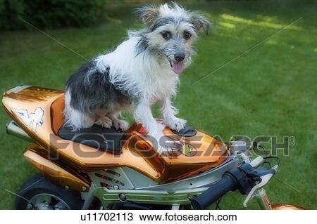 Stock Image - Small white and grey mixed breed dog balances seated on ATV, Canada, Alberta. Fotosearch