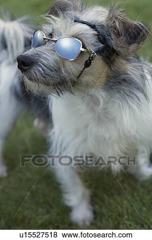 Small white and grey mixed breed dog wearing sunglasses, Canada, Alberta View Large Photo Image Stock Photo - Small white and grey mixed breed dog wearing sunglasses, Canada, Alberta. Fotosearch