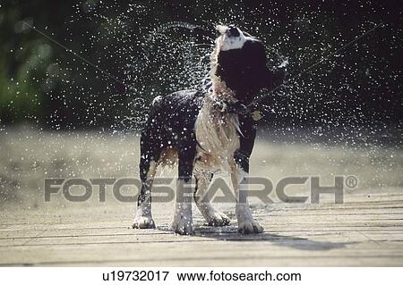 Stock Photo - Springer Spaniel shakes water from coat, Whistler, BC. Fotosearch
