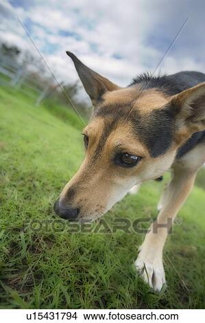 Picture - Tan and black mixed breed dog sniffs at the ground, Canada, Alberta. Fotosearch
