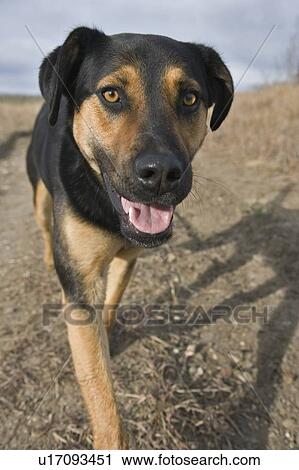 Tan and black mixed breed dog walking on path, Canada, Alberta View Large Photo Image Stock Image - Tan and black mixed breed dog walking on path, Canada, Alberta. Fotosearch