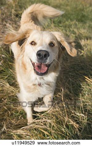 Stock Photo - Tan coloured mixed breed dog looking at camera, ready to play, Canada, Alberta. Fotosearch