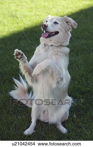 Tan coloured mixed breed dog on haunches begging, Canada, Alberta View Large Photo Image Picture - Tan coloured mixed breed dog on haunches begging, Canada, Alberta. Fotosearch