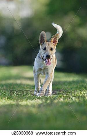 Tan coloured mixed breed dog runs toward object in front of camera, Canada, Alberta View Large Photo Image Stock Photo - Tan coloured mixed breed dog runs toward object in front of camera, Canada, Alberta. Fotosearch
