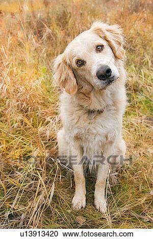 Tan coloured mixed breed dog seated with head cocked to one side, Canada, Alberta View Large Photo Image Stock Image - Tan coloured mixed breed dog seated with head cocked to one side, Canada, Alberta. Fotosearch
