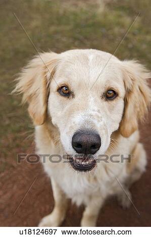 Stock Photo - Tan coloured mixed breed dog seated, Canada, Alberta. Fotosearch