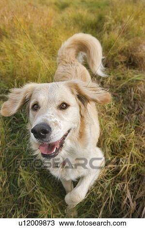Stock Image - Tan coloured mixed breed dog standing on long autumn grass ready to play, Canada, Alberta. Fotosearch