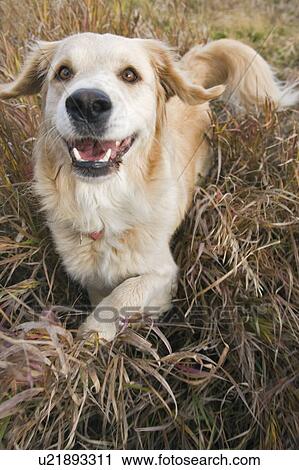 Stock Image - Tan coloured mixed breed dog standing on long autumn grass ready to play, Canada, Alberta. Fotosearch